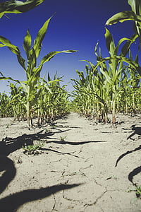kukurica, pole, poľnohospodárstvo, kukuričnom poli, úroda, na ornej pôde, sucha