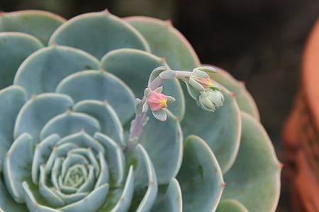 蓮 piedra, el carnudo, Echeveria, naturaleza, planta, flor, Close-up