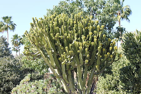 Cactus, öken, landskap, blå, Sky, Afrika, naturen