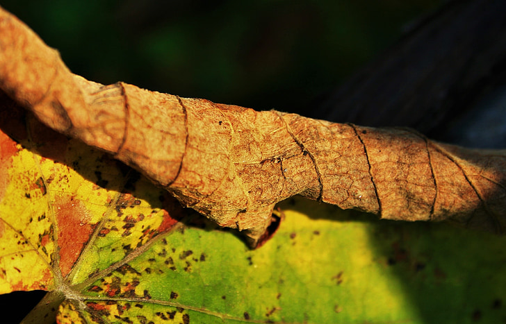 brown leaf, leaf, brown, green, yellow, dry, decaying