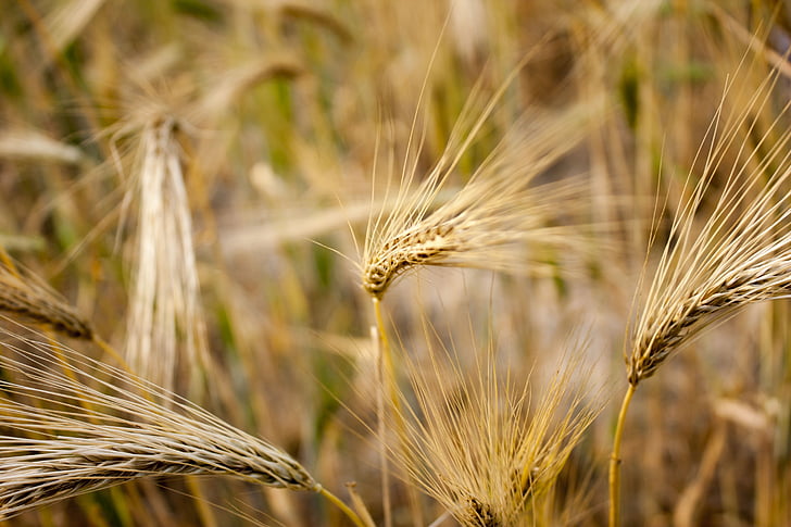 trigo, campo, campo de trigo, espiga de trigo, cereais, pico, grão