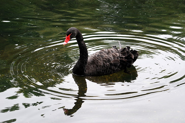 Black swan, Cygnus atratus, waterbird, Australia, vannfugler, Swan