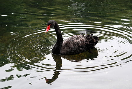 Černá labuť, Cygnus atratus, vodních ptáků, Austrálie, vodní ptactvo, labuť
