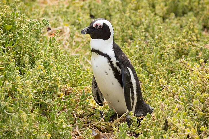 pingvīns, dzīvnieku pasaule, Dienvidāfrikas Republika, dzīvnieku, putns, ūdens putnu, ūdens