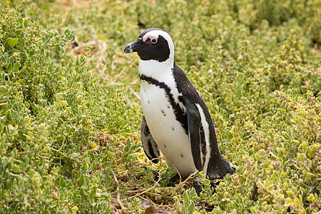 tučňák, Svět zvířat, Jihoafrická republika, zvíře, pták, vodní pták, voda