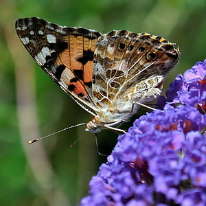kupu-kupu, ungu, serangga, bunga, merah muda, sayap, cerah