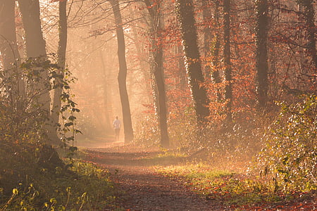 fog, forest, autumn, leaves, jog, run, trees