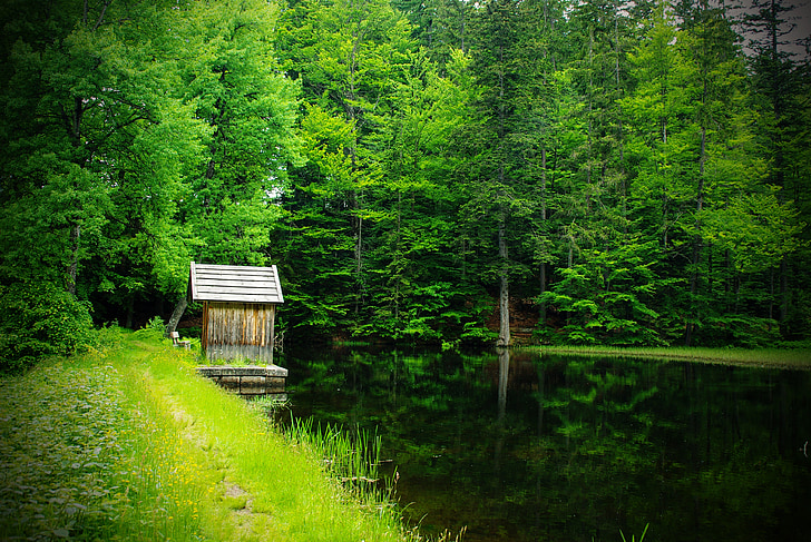 Les, rybník, zrcadlení, stromy, Příroda, Bavorský les, strom