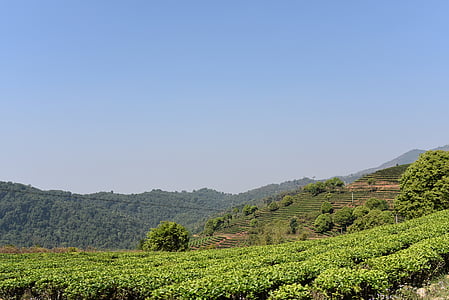 Yunnan tea garden, xishuangbanna, capítol de classe