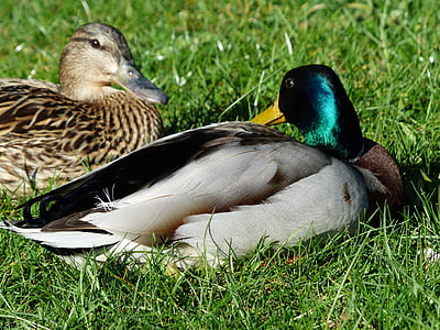 pair of ducks, couple, love, ducks, mallard pair, stock duck couple, pair