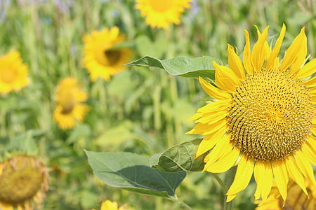 bunga matahari, musim panas, tanaman, Taman, Tutup, bunga, bunga matahari