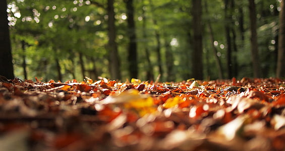 autumn, fall, leaves, blurry, forest, woods, nature