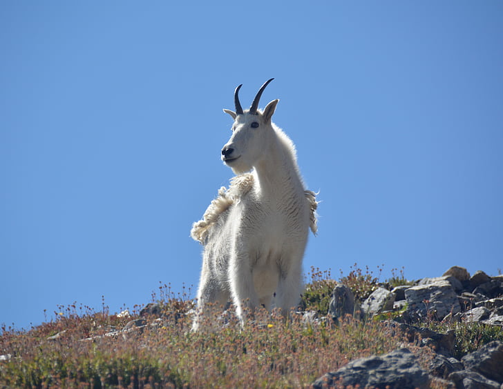 goat, mountain, wild, animal, wildlife, mammal, white