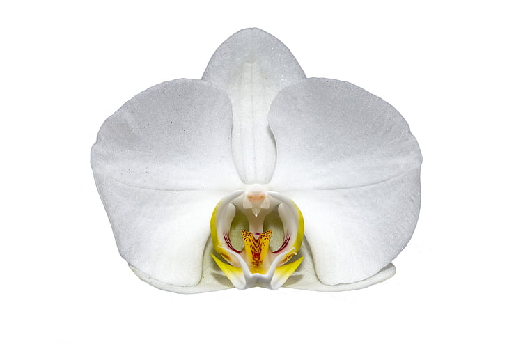 lill, valge, Makro, Orchid, valge lill, välja lõigatud, valgel taustal