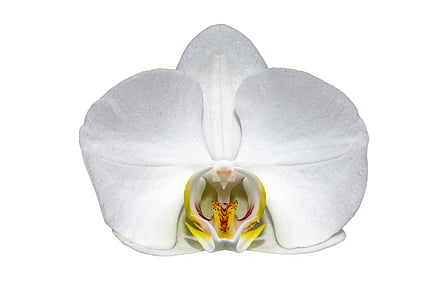 kwiat, biały, makro, Orchid, biały kwiat, wyciąć, białe tło
