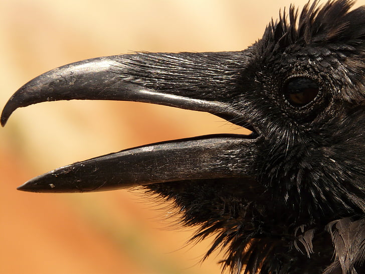 vták, čierna, detail, vrana, Havran