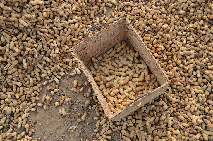 cacahuetes, granja, cesta, de secado, piso, cosecha, semilla