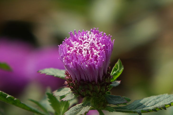 bleu Couronne daisy, terrain de ju Park, Purple, fleurs sauvages