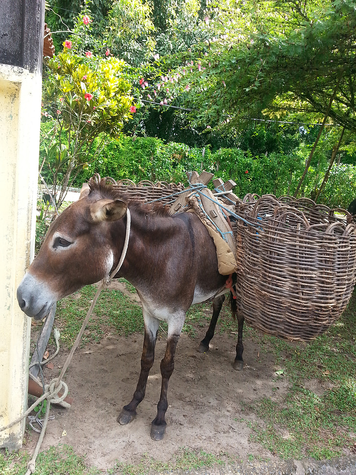 donkey, animal, boipeba