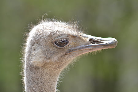 avestruz, pájaro, Parque zoológico