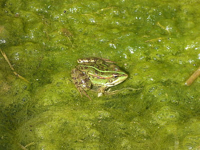 žába, rybník, zelená, voda, volně žijící zvířata, zvíře, obojživelníků