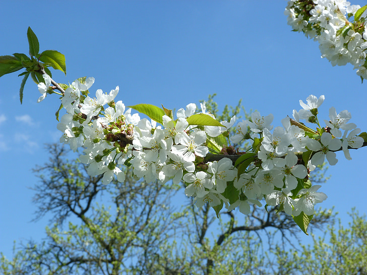 cherry, branch, tree, flower, white, nature, flowering