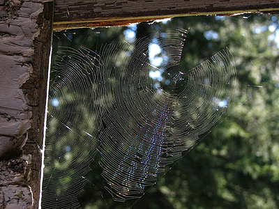 laba-laba di cobweb, Jaringan, perangkap