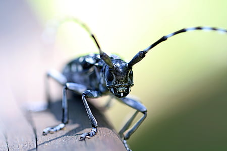 alrak long - sarviline beetle, bug, putukad, loodus, mägi, Makro, roheline