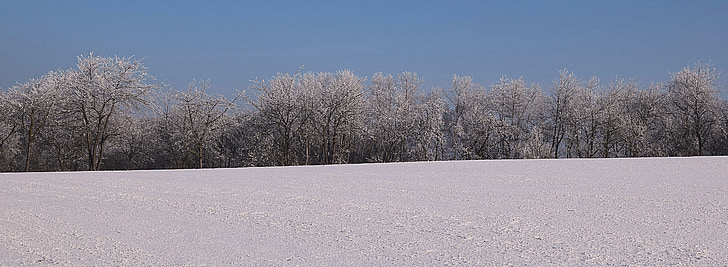 invernal, gelado, clima de inverno, árvores congeladas