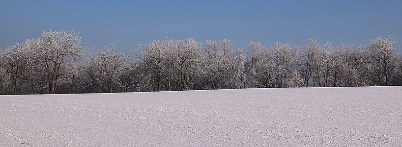 invernal, helado, Estado de ánimo de invierno, árboles helados