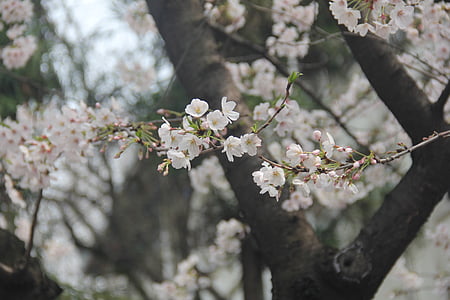 balta, ziedi, koks, daba, filiāle, Pavasaris, rozā krāsa