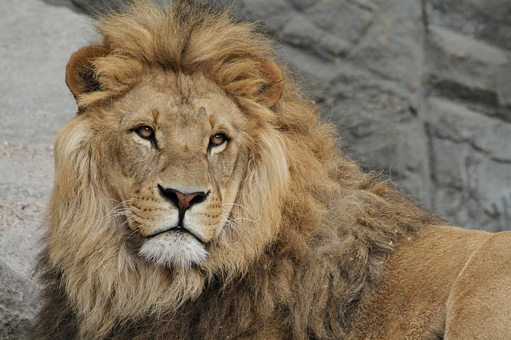 lion, lion's mane, cat, big cat, safari, wildcat, lion - Feline