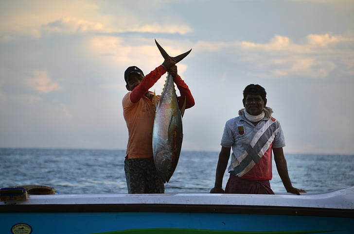 Sri lanka, Fischer, Memancing, boot, tuna, ikan, morgenstimmung