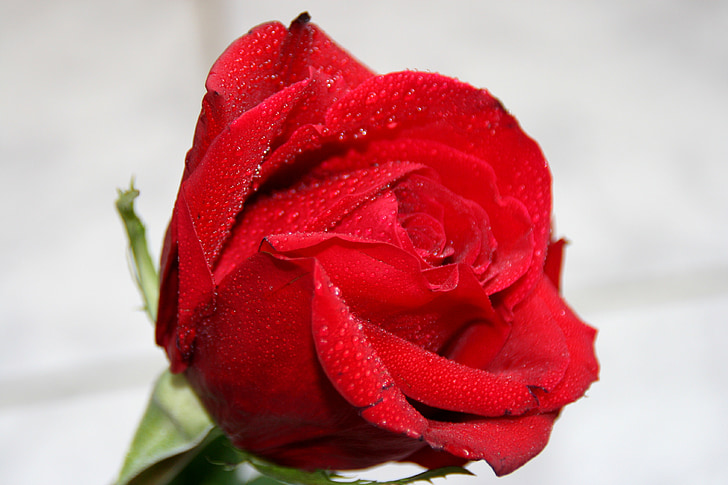 růže, Rosa, voda, červená, okvětní lístky, květ