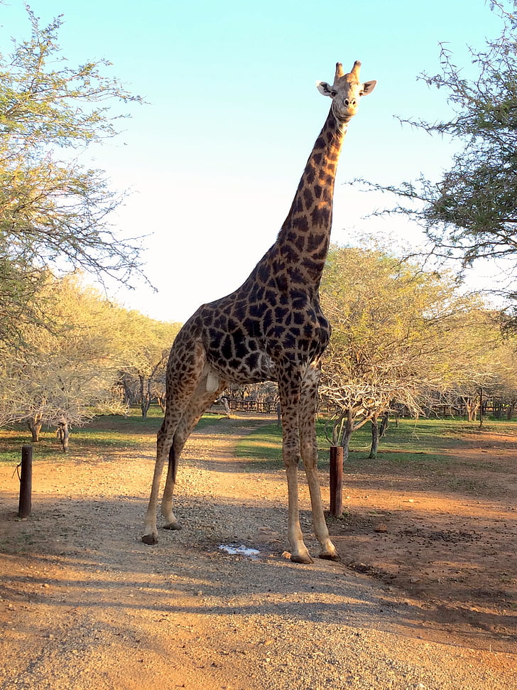 girafa, África do Sul, África, animal, mamífero, natureza, safári