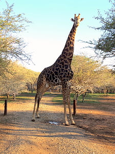 长颈鹿, 南非, 非洲, 动物, 哺乳动物, 自然, 野生动物园