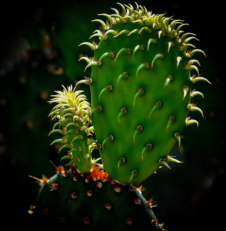 Cactus, vihreä, Luonto, kasvi, Desert, kasvitieteen, Thorn