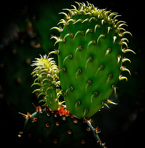 Cactus, groen, natuur, plant, woestijn, plantkunde, Thorn