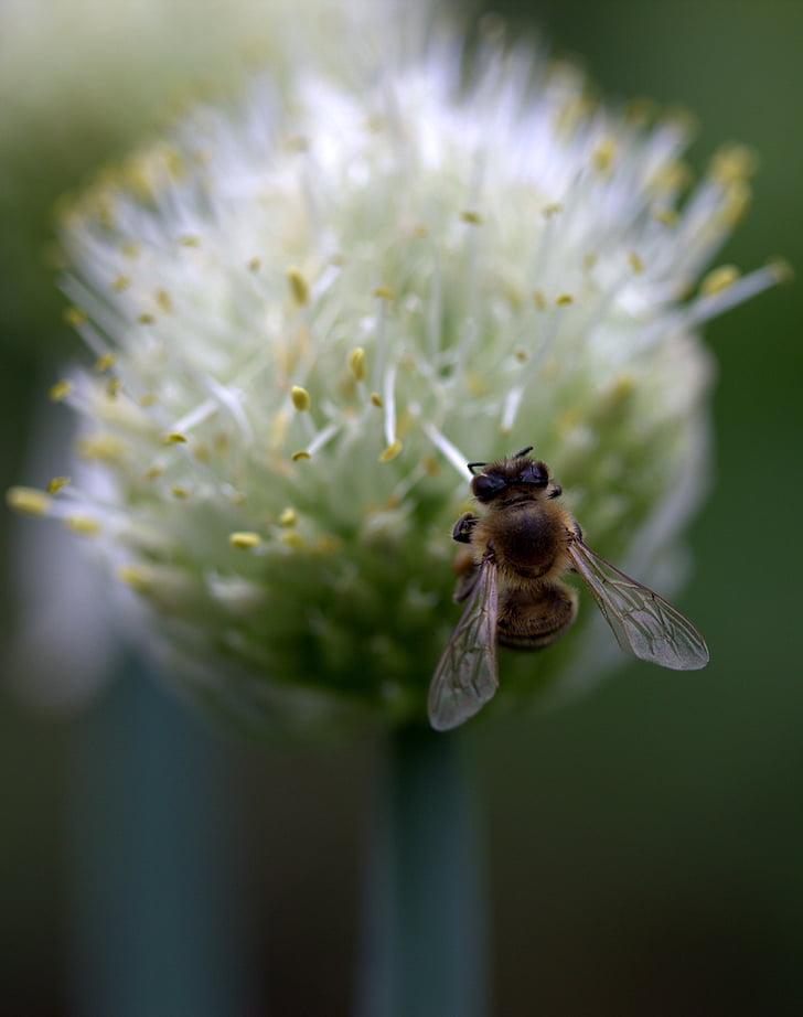 Pszczoła, lotu, kwiat, makro, Insecta, owad, Natura