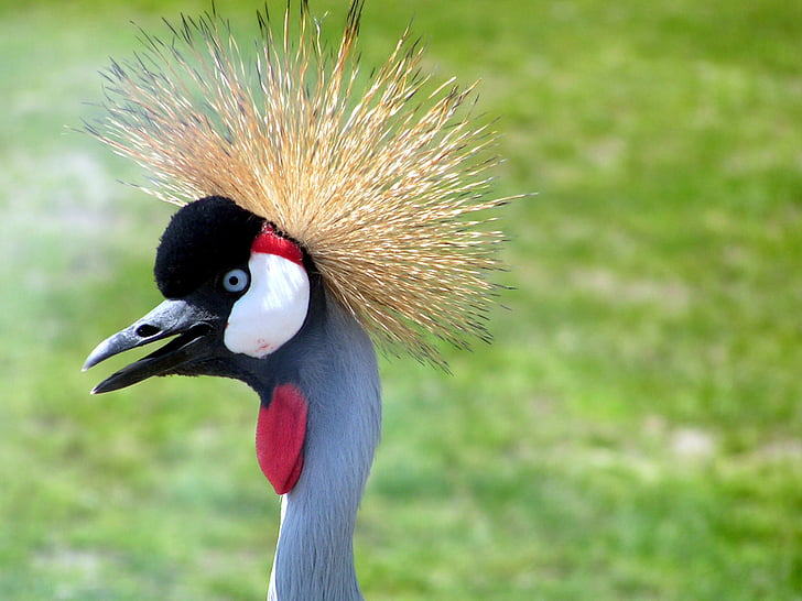 bird, hair, weird, spiky, crane, zoo