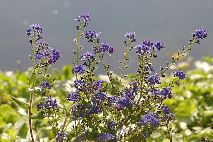 Blumen, Blau, einschließlich einer Great Blue heron, Blumenbeet, Garten, Habenichtse, kleinere