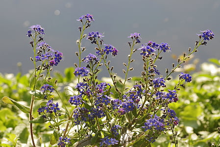 Hoa, màu xanh, bao gồm một great blue heron, flowerbed, Sân vườn, nots, trẻ vị thành niên