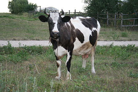 cow, animal, cattle, village