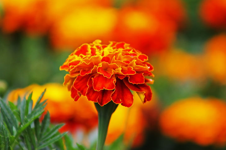 bunga, Orange, piano, alam, tanaman, merah, kelopak