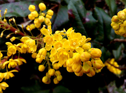 cvijet, žuta, makronaredbe, proljeće, priroda, Cvjetni, biljka