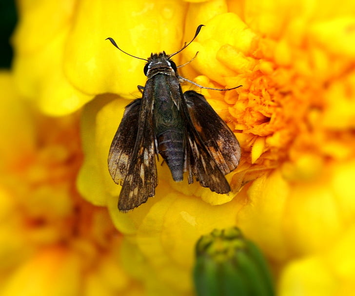 skipper butterfly, hesperiidae, insect, pest, wing, biology, bothersome