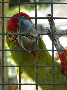 rotkopfara, parrot, cage, bird, colorful, red, color