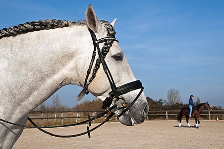 horse, head, plait, profile, horseback riding, domestic animals, competition