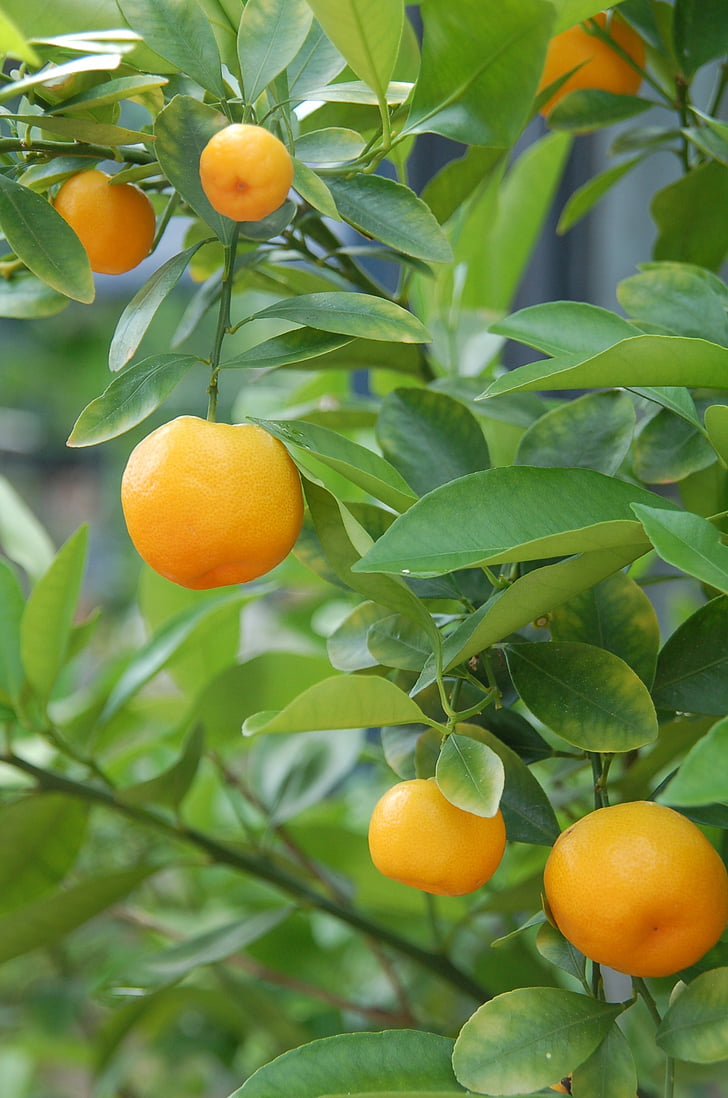 tangerines, oranges, citrus fruits, bush, citrus tree, citrus fruit, fruit