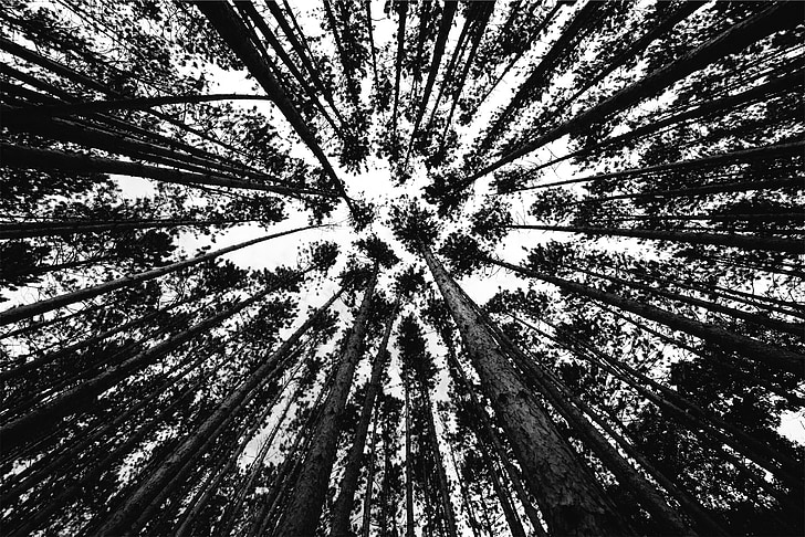 träd, skogen, Woods, svart och vitt